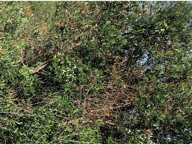 Anteprima foto 7 - Terreno Agricolo/Coltura in Vendita a Taurisano (Lecce)