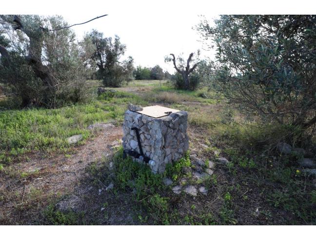 Anteprima foto 5 - Terreno Agricolo/Coltura in Vendita a Taviano (Lecce)