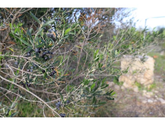 Anteprima foto 6 - Terreno Agricolo/Coltura in Vendita a Taviano (Lecce)