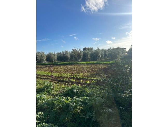 Anteprima foto 4 - Terreno Agricolo/Coltura in Vendita a Terracina - San Benedetto