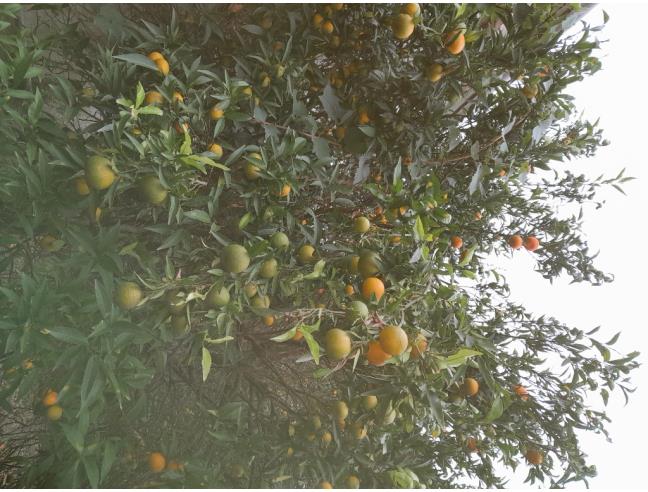 Anteprima foto 3 - Terreno Agricolo/Coltura in Vendita a Terranova da Sibari (Cosenza)
