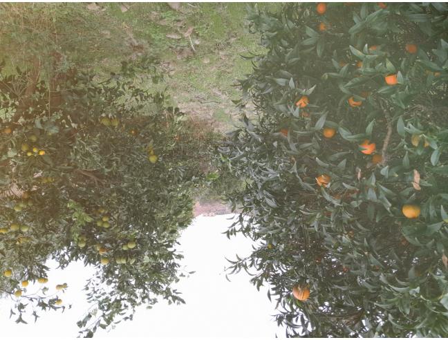 Anteprima foto 6 - Terreno Agricolo/Coltura in Vendita a Terranova da Sibari (Cosenza)