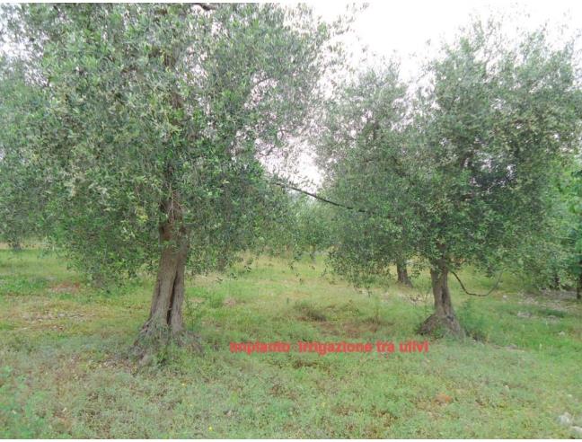 Anteprima foto 4 - Terreno Agricolo/Coltura in Vendita a Triggiano (Bari)