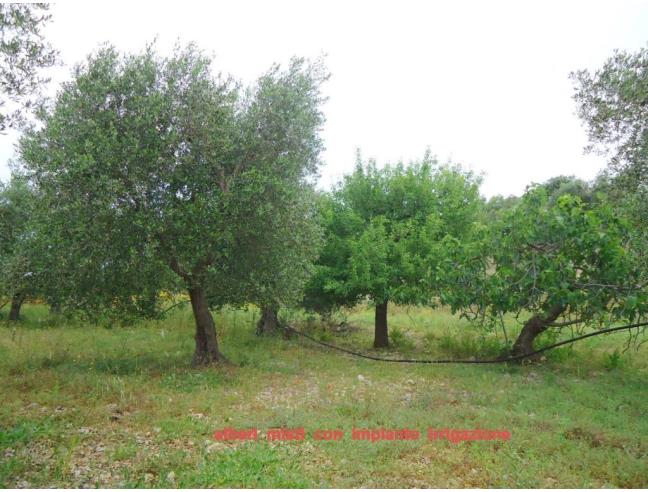 Anteprima foto 6 - Terreno Agricolo/Coltura in Vendita a Triggiano (Bari)