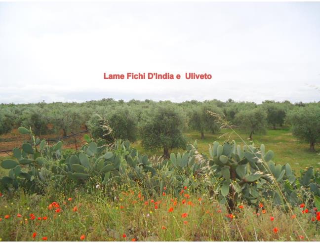 Anteprima foto 7 - Terreno Agricolo/Coltura in Vendita a Triggiano (Bari)