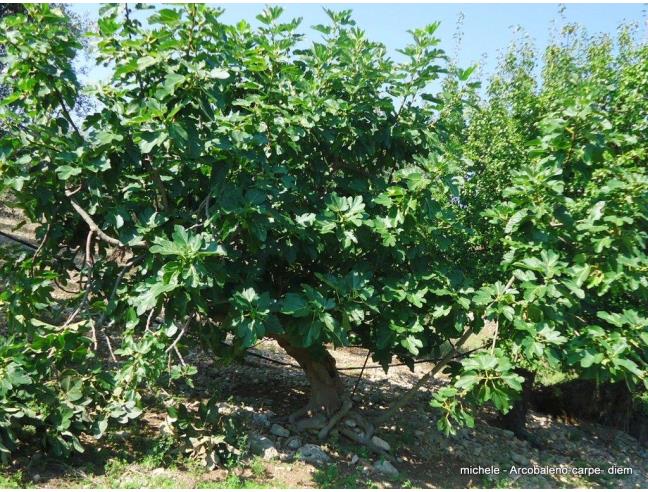 Anteprima foto 8 - Terreno Agricolo/Coltura in Vendita a Triggiano (Bari)