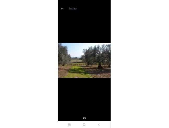 Anteprima foto 5 - Terreno Agricolo/Coltura in Vendita a Tuscania (Viterbo)