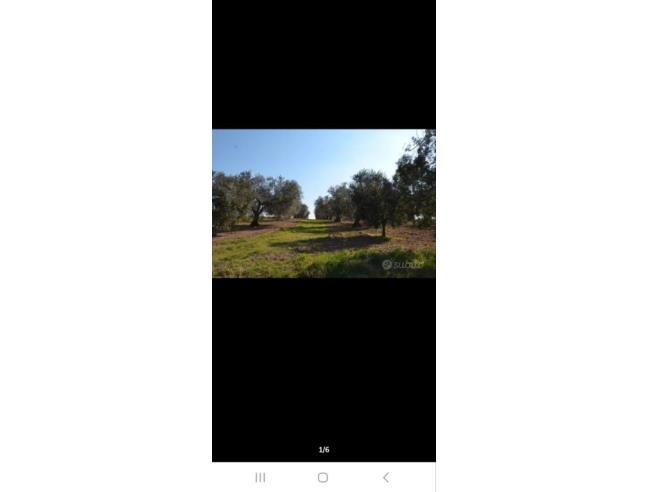 Anteprima foto 6 - Terreno Agricolo/Coltura in Vendita a Tuscania (Viterbo)