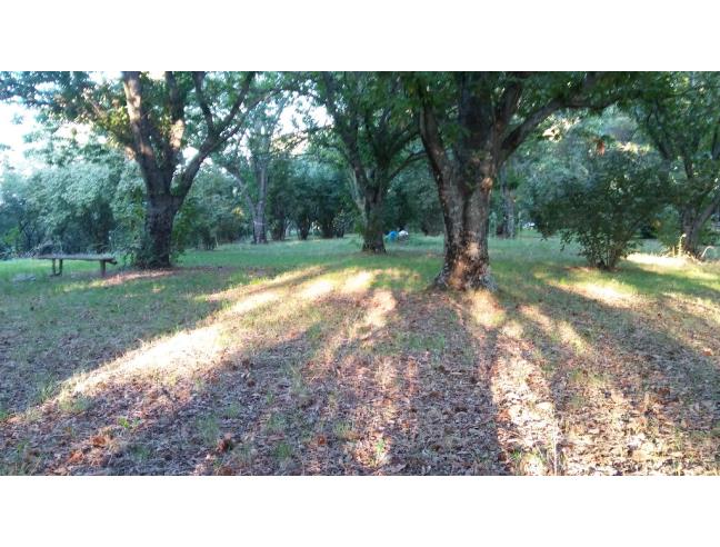 Anteprima foto 2 - Terreno Agricolo/Coltura in Vendita a Vallerano (Viterbo)