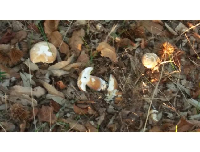 Anteprima foto 3 - Terreno Agricolo/Coltura in Vendita a Vallerano (Viterbo)