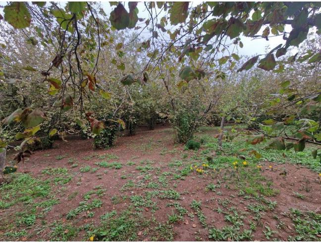 Anteprima foto 7 - Terreno Agricolo/Coltura in Vendita a Vallerano (Viterbo)