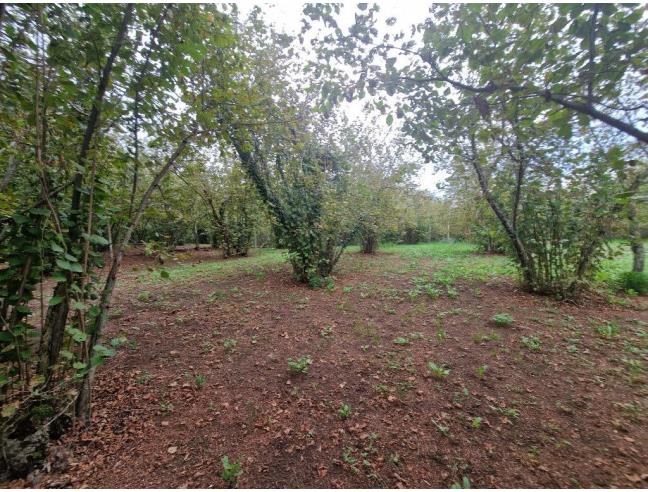Anteprima foto 8 - Terreno Agricolo/Coltura in Vendita a Vallerano (Viterbo)