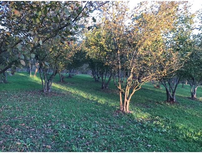 Anteprima foto 1 - Terreno Agricolo/Coltura in Vendita a Valmontone (Roma)