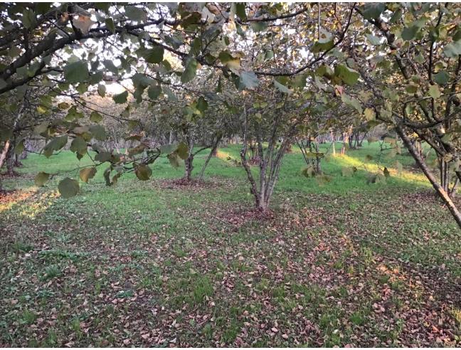 Anteprima foto 2 - Terreno Agricolo/Coltura in Vendita a Valmontone (Roma)
