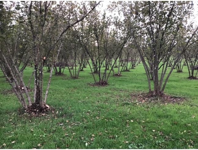 Anteprima foto 3 - Terreno Agricolo/Coltura in Vendita a Valmontone (Roma)