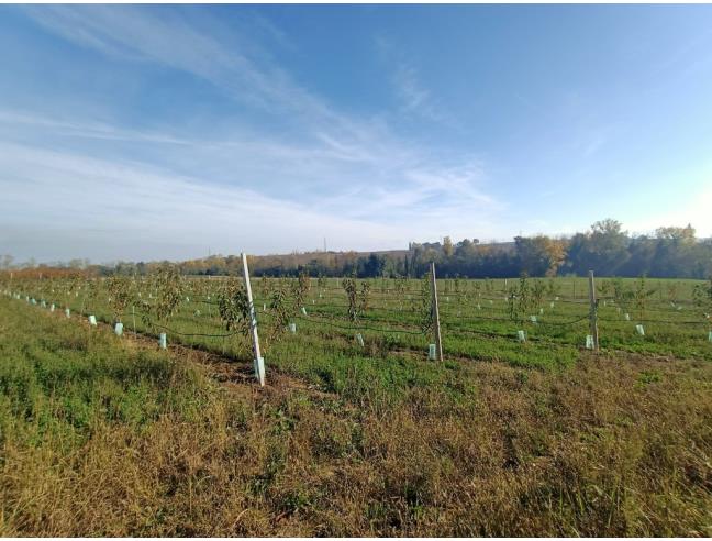 Anteprima foto 4 - Terreno Agricolo/Coltura in Vendita a Valsamoggia (Bologna)
