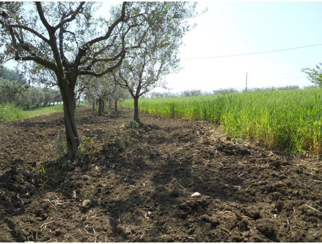 Anteprima foto 3 - Terreno Agricolo/Coltura in Vendita a Vasto (Chieti)