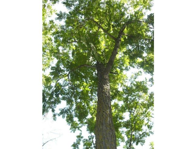 Anteprima foto 4 - Terreno Agricolo/Coltura in Vendita a Vasto (Chieti)