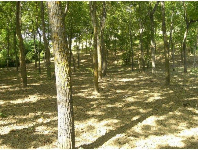 Anteprima foto 5 - Terreno Agricolo/Coltura in Vendita a Vasto (Chieti)