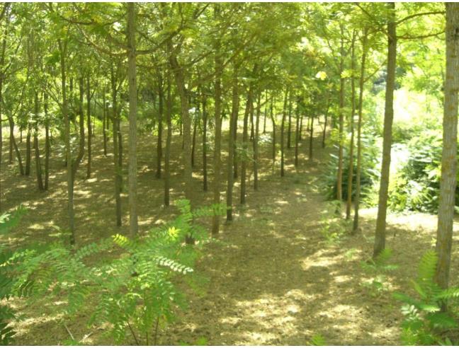 Anteprima foto 6 - Terreno Agricolo/Coltura in Vendita a Vasto (Chieti)