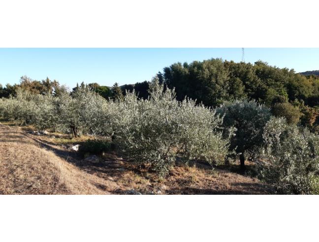 Anteprima foto 3 - Terreno Agricolo/Coltura in Vendita a Vecchiano - Filettole
