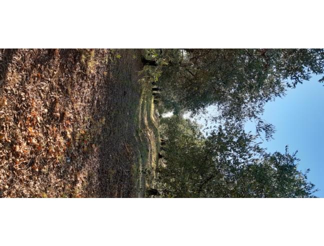 Anteprima foto 4 - Terreno Agricolo/Coltura in Vendita a Vecchiano - Filettole
