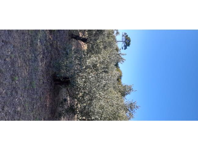 Anteprima foto 5 - Terreno Agricolo/Coltura in Vendita a Vecchiano - Filettole