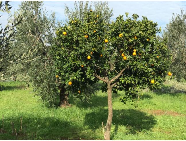 Anteprima foto 8 - Terreno Edificabile Commerciale in Vendita a Cori (Latina)