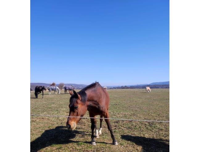 Anteprima foto 3 - Terreno Edificabile Commerciale in Vendita a Sesto San Giovanni (Milano)