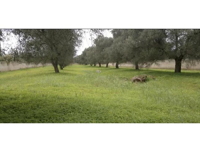 Anteprima foto 2 - Terreno Edificabile Residenziale in Vendita a Carovigno (Brindisi)