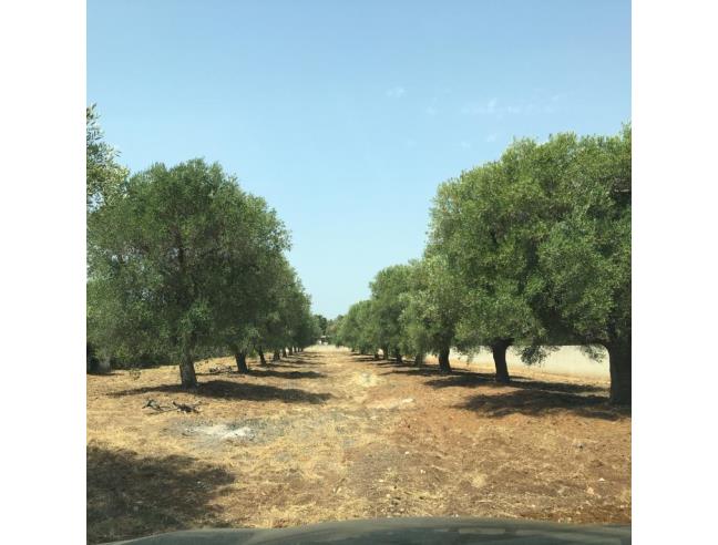 Anteprima foto 5 - Terreno Edificabile Residenziale in Vendita a Carovigno (Brindisi)