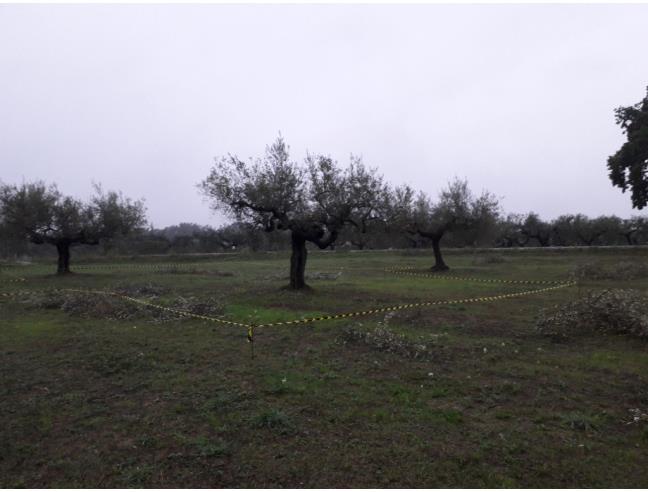 Anteprima foto 3 - Terreno Edificabile Residenziale in Vendita a Cepagatti (Pescara)