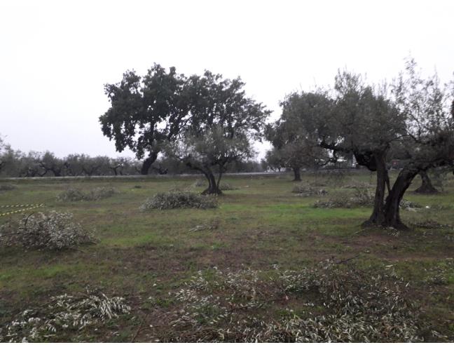 Anteprima foto 7 - Terreno Edificabile Residenziale in Vendita a Cepagatti (Pescara)