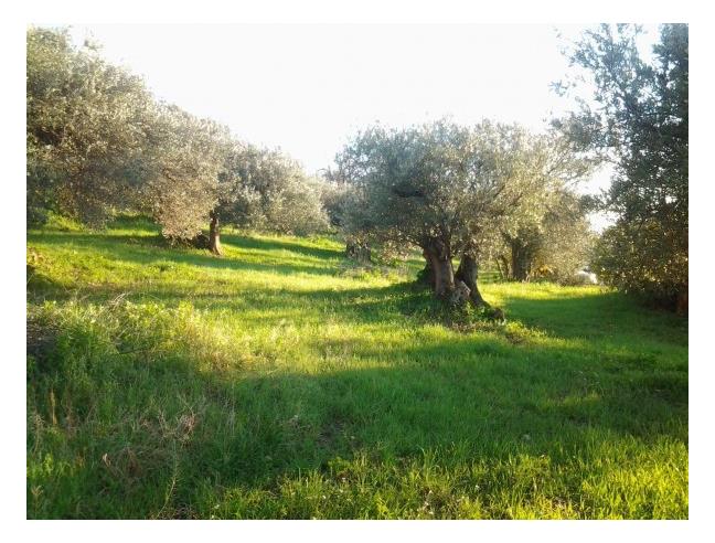 Anteprima foto 3 - Terreno Edificabile Residenziale in Vendita a Gioiosa Ionica (Reggio Calabria)