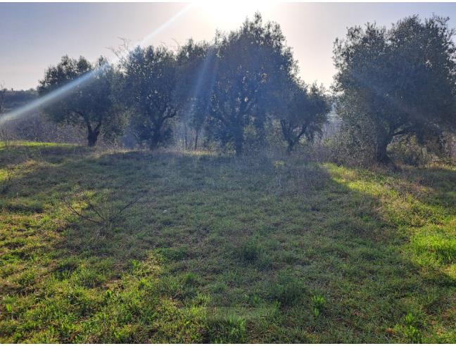 Anteprima foto 1 - Terreno Edificabile Residenziale in Vendita a Monte Giberto (Fermo)