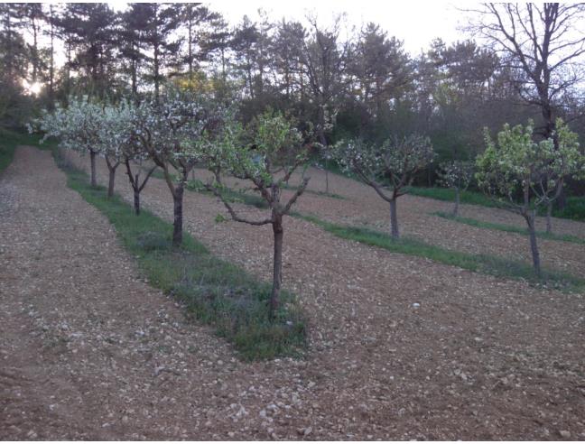 Anteprima foto 6 - Terreno Edificabile Residenziale in Vendita a Ocre - Cavalletto