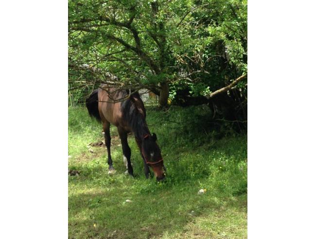Anteprima foto 4 - Terreno Edificabile Residenziale in Vendita a Pescasseroli (L'Aquila)