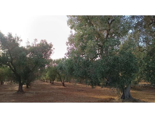 Anteprima foto 4 - Terreno Edificabile Residenziale in Vendita a San Michele Salentino (Brindisi)
