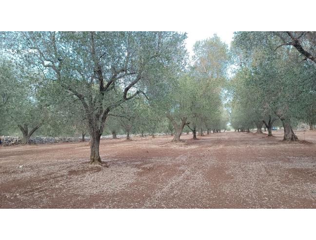 Anteprima foto 6 - Terreno Edificabile Residenziale in Vendita a San Michele Salentino (Brindisi)