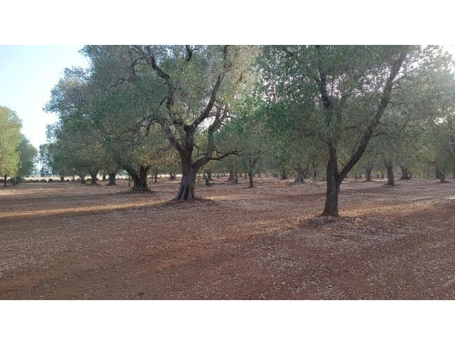 Anteprima foto 7 - Terreno Edificabile Residenziale in Vendita a San Michele Salentino (Brindisi)