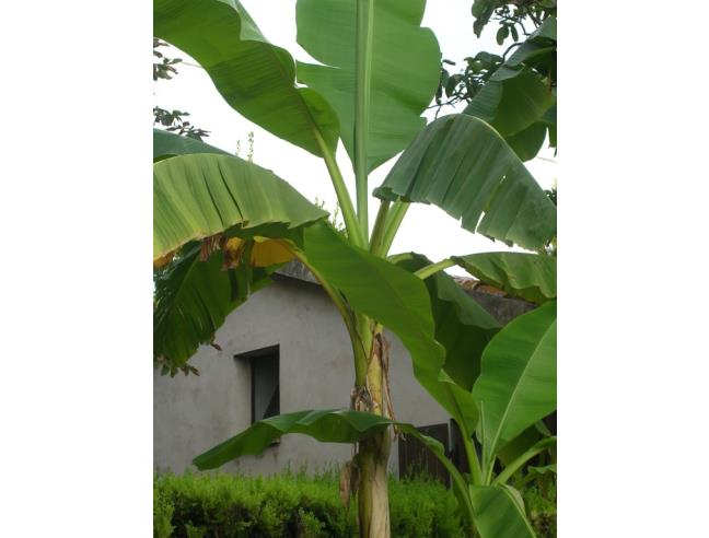 Anteprima foto 1 - Villa in Affitto a Ancona - Torrette