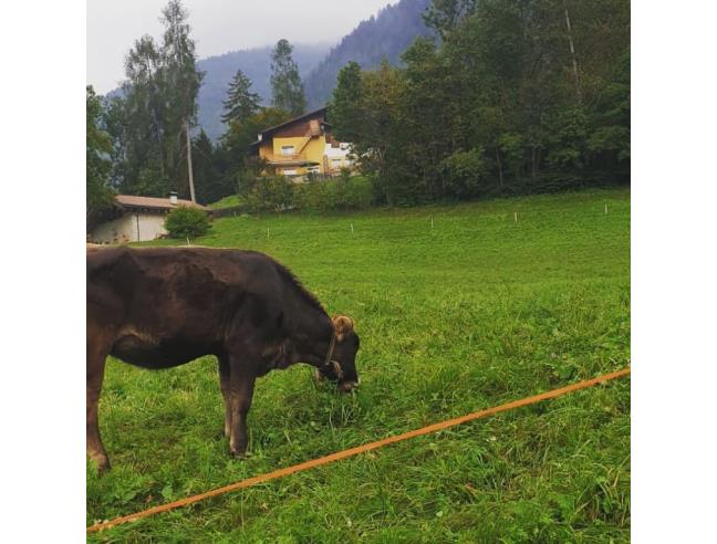 Anteprima foto 2 - Villa in Affitto a Borgo Lares (Trento)
