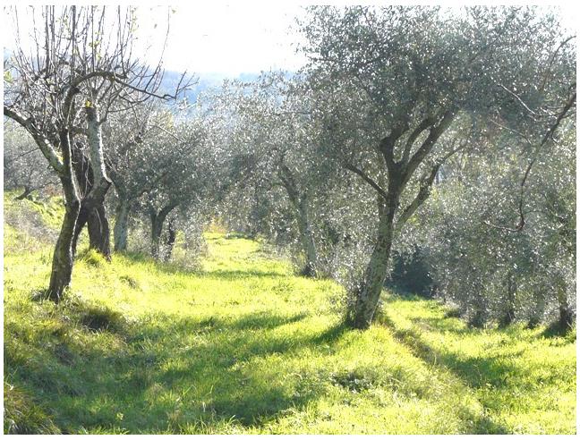 Anteprima foto 3 - Villa in Vendita a Bagnone - Orturano