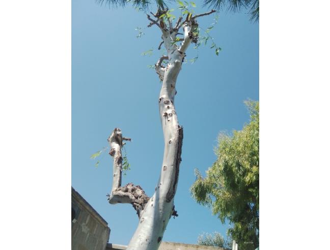 Anteprima foto 8 - Villa in Vendita a Bari - Carbonara