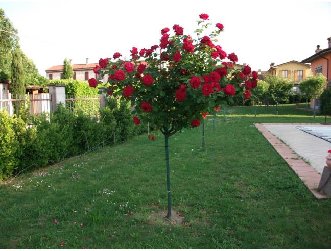 Anteprima foto 1 - Villa in Vendita a Bordolano (Cremona)