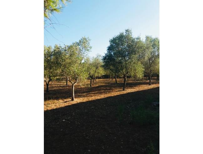 Anteprima foto 3 - Villa in Vendita a Carovigno - Specchiolla