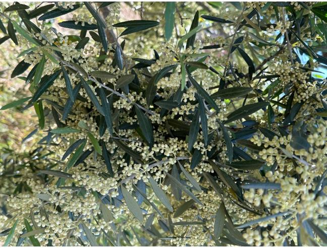 Anteprima foto 2 - Villa in Vendita a Cassano all'Ionio (Cosenza)