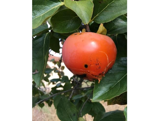 Anteprima foto 3 - Villa in Vendita a Cassano all'Ionio (Cosenza)