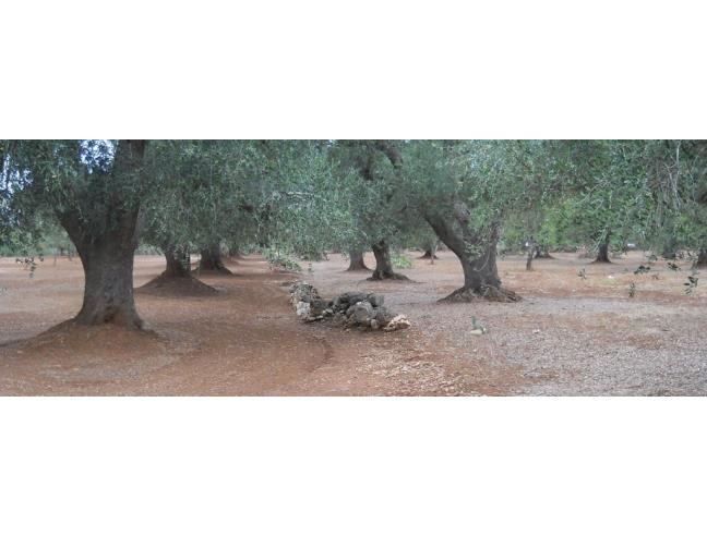 Anteprima foto 8 - Villa in Vendita a Francavilla Fontana (Brindisi)