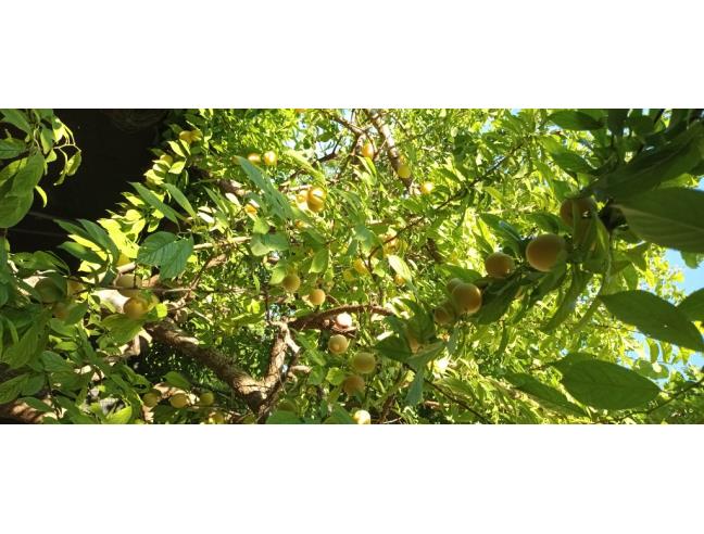 Anteprima foto 4 - Villa in Vendita a Latiano (Brindisi)